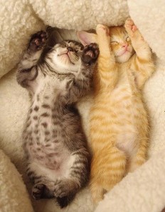 sleeping kitties!